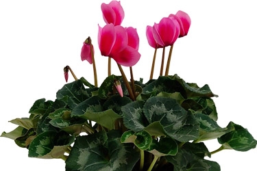 17cm Cyclaman Litchi Rose Variety Thumbnail.jpg